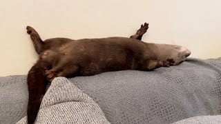 人前で堂々とヘソを見せつけて眠りに入ろうとするカワウソ An otter tries to go to sleep with its belly button proudly on display