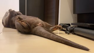 気づいたらカワウソが意味不明すぎる行動してて笑ってしまった otter was acting in a way that made too much sense and I laughed.