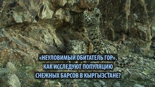 «Неуловимый обитатель гор». Как исследуют популяцию снежных барсов в Кыргызстане?