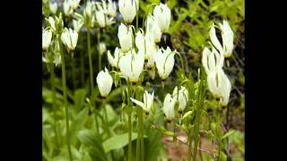 ДОДЕКАТЕОН,  или  ДРЯКВЕННИК  (DODECATHEON)  сем. Первоцветные
