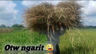 Nyunggi kawul(jerami kering)buat cadangan pakan sapi saat musim hujan
