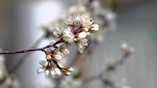 Цветы. Бесплатный футаж. Flowers. Free footage.