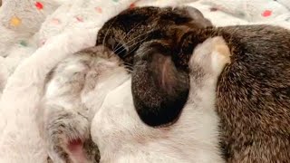 Lonely bunny finally gets a friend