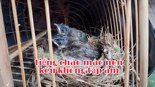 Chào Mào Non Kêu Gọi Mẹ - Chào Mào Con Hót - Không Tập Âm
