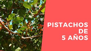 Pistachos de 5 años - Castilla y León