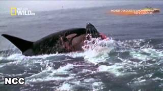 TRAILER CT   THIEN NHIEN HOANG DA SCOTLAND