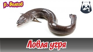РУССКАЯ РЫБАЛКА 4! ЛОВЛЯ УГРЯ НА ВОЛХОВЕ!
