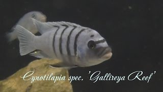 Cynotilapia spec Gallireya Reef