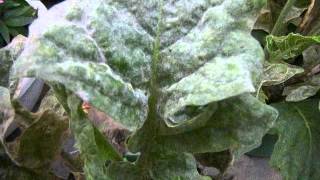 うどん粉病の対策　how to care for Powdery mildew