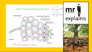 mr i explains: The difference between the Symplast and Apoplast Pathways of Water Transport
