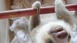 Bebê preguica curioso