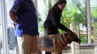 Aggressive german shepherd intimidates owner