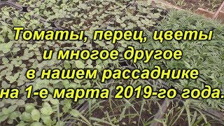 Наш рассадник на 1.03.19- томаты,перец, огурцы, петуния и многое другое.