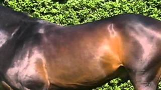 MANUALE DI EQUITAZIONE 1 di 7 - Il Cavallo