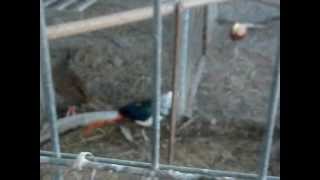ΦΑΣΙΑΝΟΙ - PHEASANT