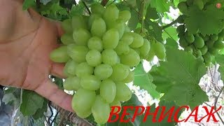 Виноград ВЕРНИСАЖ, ХУСАЙНЕ КЕЛИН БАРМАК, РЕМБО, ПОДАРОК СВЕЧНИКОВУ