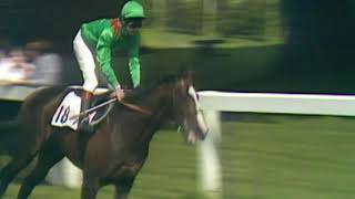 A tribute to the kidnapped champion Shergar {Glimmer of Hope} RIP
