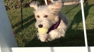 Flyball training, PULGA, first day.
