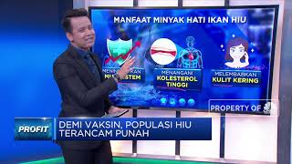 Demi Vaksin, Populasi Hiu Terancam Punah