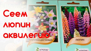 Посев люпина, аквилегии. Часть 1