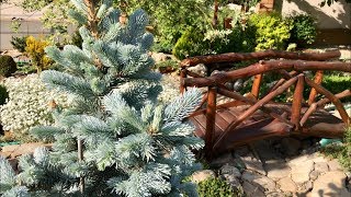 Как формировать  голубую ель. Ель Хупси.