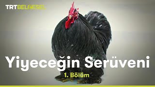 Yiyeceğin Serüveni 1. Bölüm | Tavuk