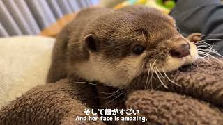 どんなに揺れてもしがみついて離さないカワウソがぶさかわいい Cute otter that won't let go no matter how much it shakes.