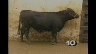 Grading Feeder Cattle