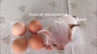 Очень мимишные щеночки чихуахуа.