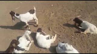 Mashallah gulabi goat kids | tapri goat kids mix breed 03337239651