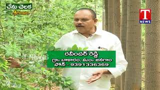 Chenu Chelaka | Farmer Ravinder Reddy About Sandalwood and Malabar Vepa | TNews Telugu