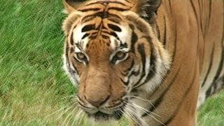 Tiger hunts duck. Тигр охотится на утку!