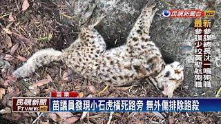小石虎橫死路旁！胃內無物疑挨餓受凍亡－民視新聞