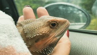 This lizard was living in a dark basement. Then he got a second chance at life.