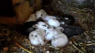 Маленькие крольчата спят, дремают. Young rabbits sleeping