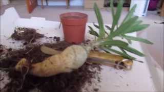 Pachypodium repotting to create Caudex