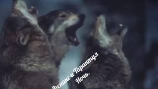 Феникс и Тарантул ( Ночь )