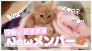 新メンバーが可愛すぎるので見せたい。