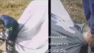 Плющение зерна и загрузка в рукава Murska Мурска