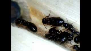 Camponotus truncatus