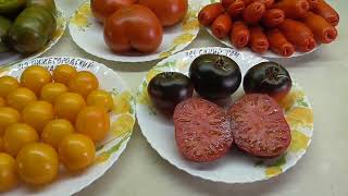 Очень урожайный томат Синий Том. Экзотически красивый, урожайный, вкусный! Обзор томата в огороде.