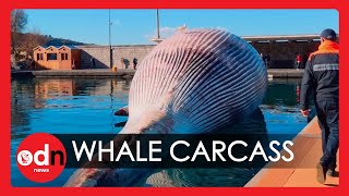 Gigantic 75-Tonne Whale Carcass Found off Naples Coast