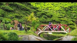 Cameron Highland Travelog