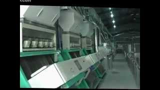 High-End Intelligent CCD Rice Color Sorter in Thailand-Email: smarthonesty@yahoo.com