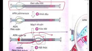 [SINH 12 NC] Tập 5: Bài 2 - P1/4 Phiên mã