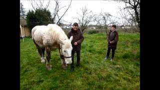 Formation Traction Animal   premiere session de 3 Jours   Fevrier 2014 Part 1