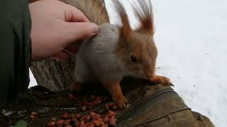 Прибегала копия Толстой / A familiar squirrel came running