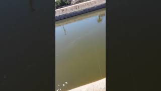 Bassin