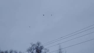 27.11.2019 ТУРЕЦКАЯ ТАКЛА, ТРЕНИРОВКА