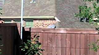 Ultimax100 End Fed Antenna